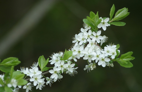Schlehdorn (Prunus spinosa) - © Emanuel Trummer